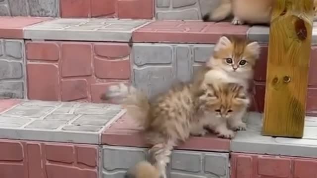 cat video