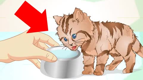 How to get a sick kitten to eat