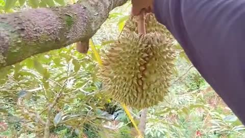 Harvesting king fruit Durian|Thailand POV