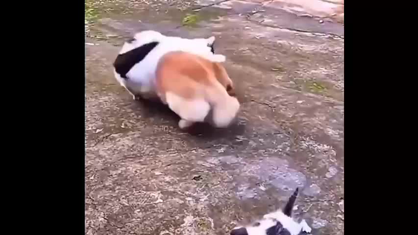 A Mother Cat Beats A Dog