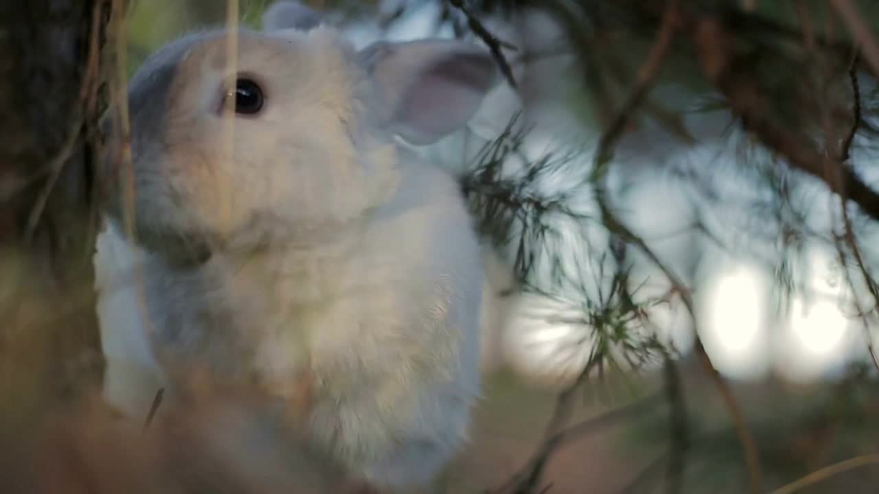 White rabbit in a summer forest