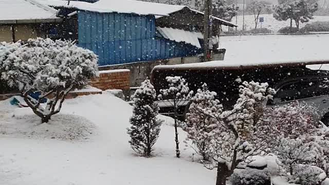 a snowy garden