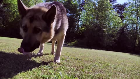 Watch This Charming Puppy Playing Around In The Park - Spring Time!