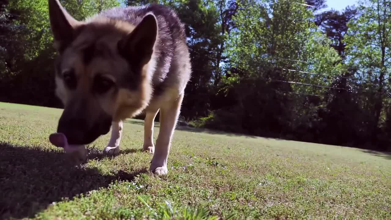 Watch This Charming Puppy Playing Around In The Park - Spring Time!