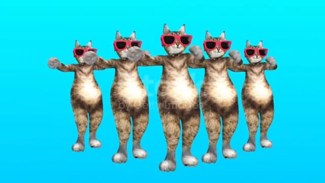 Fany cat Party dance