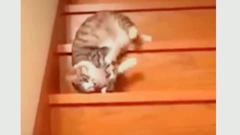 Cat Funny videos