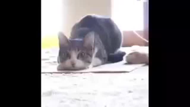 Cat Dog wrc sound funny drift