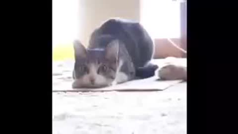 Cat Dog wrc sound funny drift