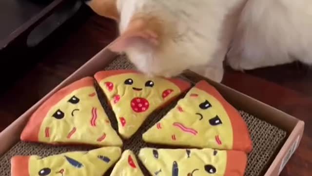 CAT EATING PIZZA