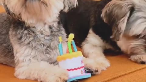 Cute Dogs Happy Birthday 🎂 🎂 🎂