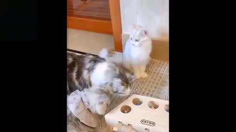 Cute and funny playing pets