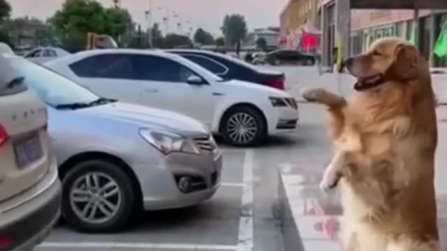 😁 Funny and Cute DOG Video provides a parking lot signals 😁