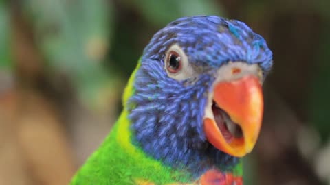 Macaw Parrot - Talking