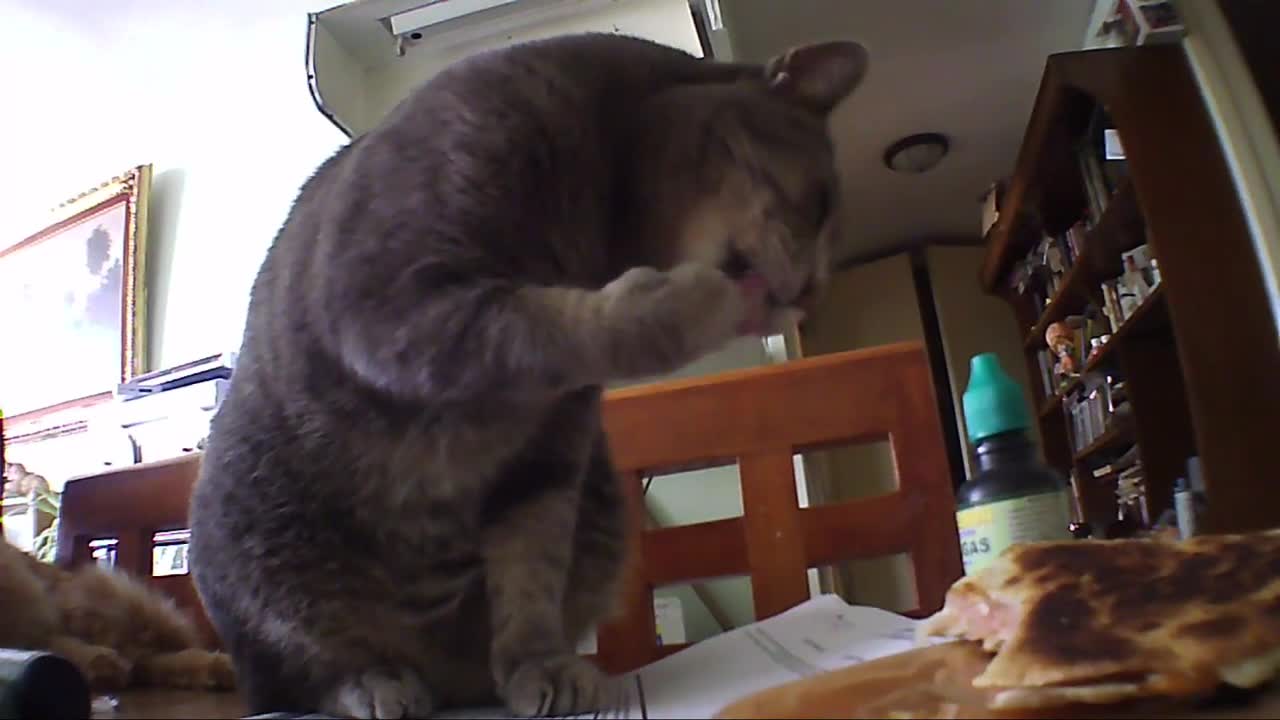 Chacho. Stealing a little food. Al robar un poco de comida, al gato le gusta la comida.