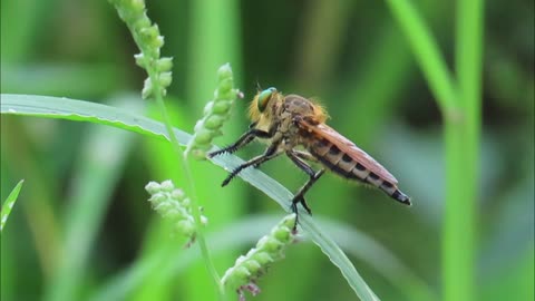 Red Footed Cannibalfly, a species of predatory bee Promachus rufipes