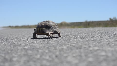 tartoise cross the road