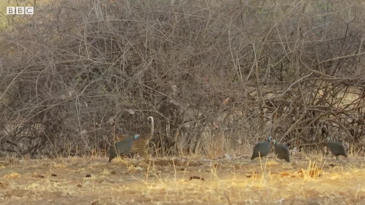 Clumsy Leopard Cub Learns to Hunt | BBC Earth
