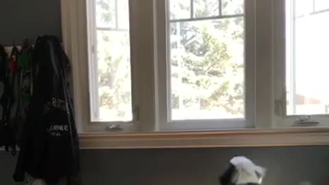 Black fluffy dog with white head jumps up to look out window