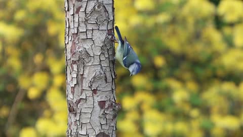 Bird eating