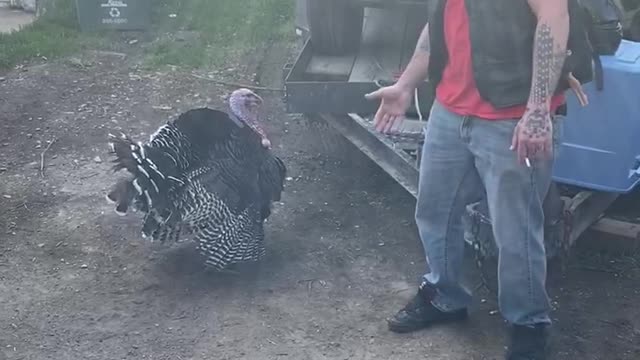 Turkey Gives Guy a High Five