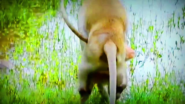 Monkeys Romance Funny Video😯😯