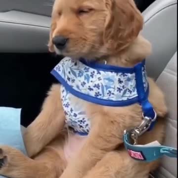 😍Cute and Funny Dog Compilation