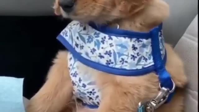 😍Cute and Funny Dog Compilation