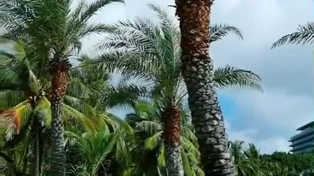 very beautiful coconut tree