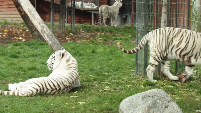 the White Tigers