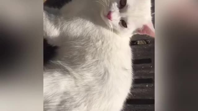 cat reacting on sad music