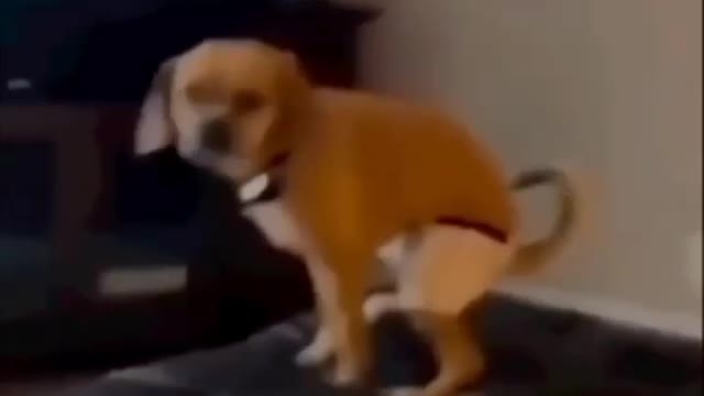 Dog funny dance video