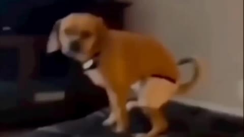 Dog funny dance video