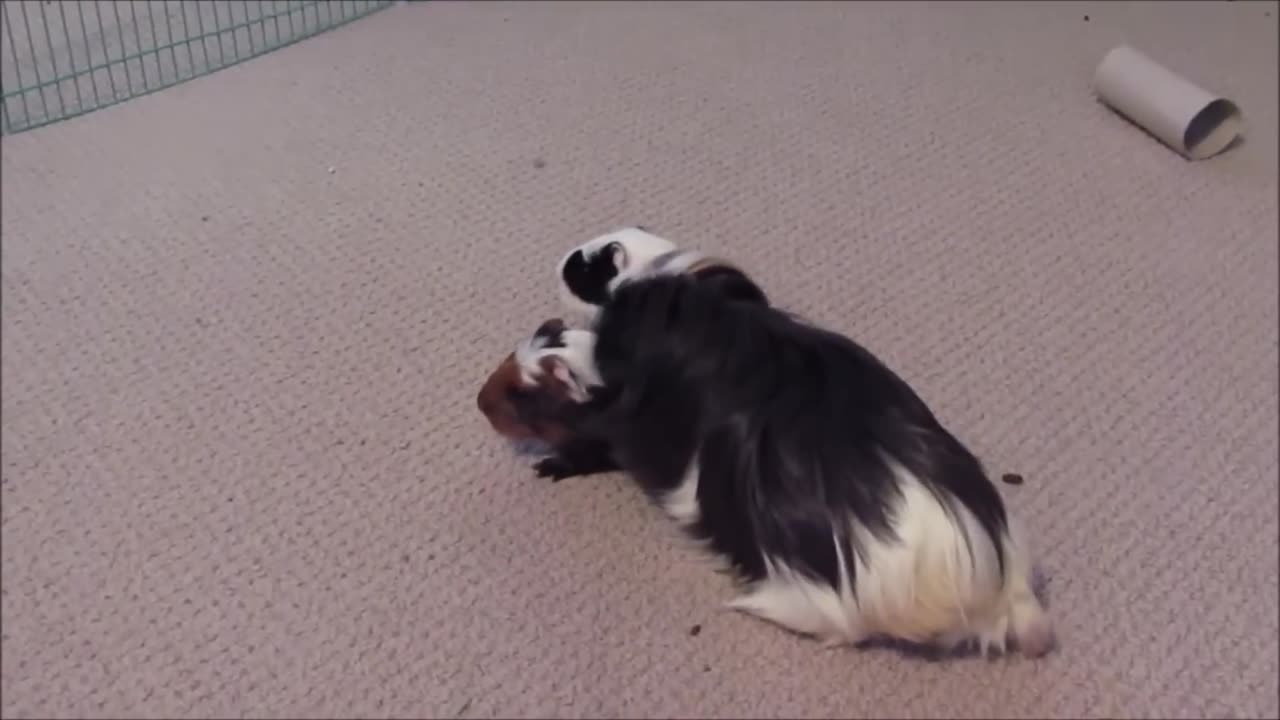 baby guinea pigs