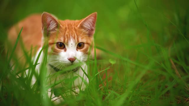 White Cat in the grassland up-close jumps away