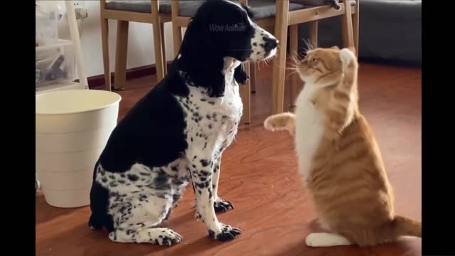 funny comedy Doggy and cat