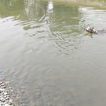 Beautiful Husky Loves Going For A Swim