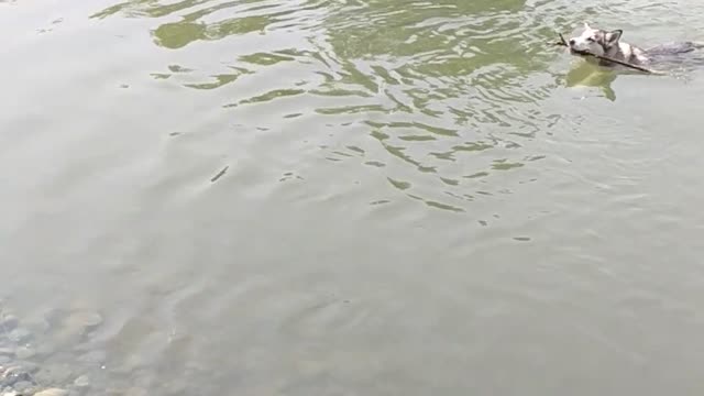 Beautiful Husky Loves Going For A Swim