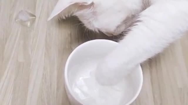 The reaction of the cat who first touched the ice
