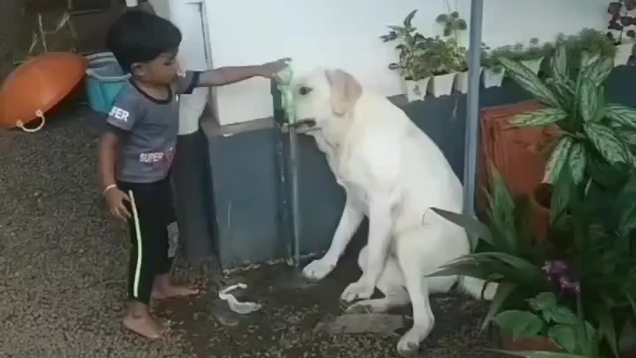 A boy helps a thirsty dog ​​drink water || so beautiful