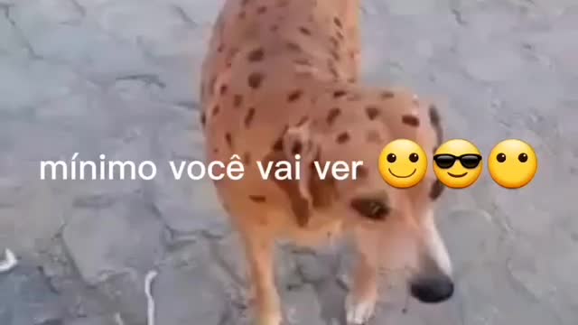 dog attacks its owner 😱