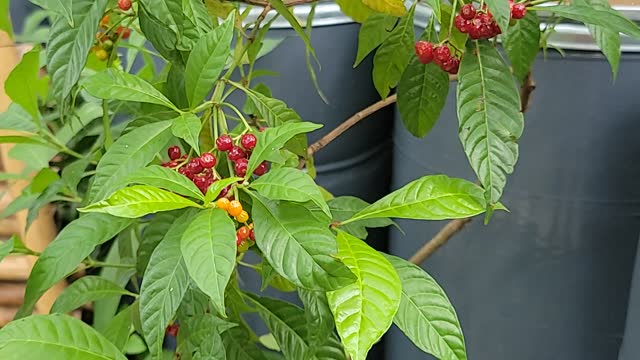 Wild coffee (Psychotria nervosa)