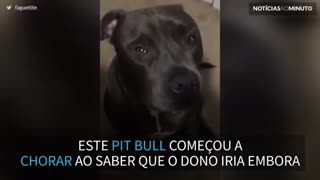 Cão chora quando o dono vai para as aulas