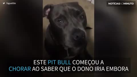 Cão chora quando o dono vai para as aulas