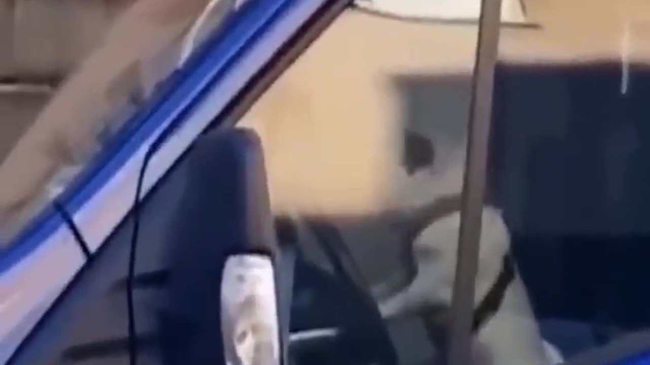 Funny cats