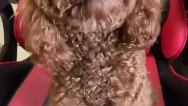Funniest Dogs and