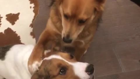 Two dogs waiting for treats one dog puts arm on other