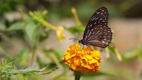 Beautiful butterfly