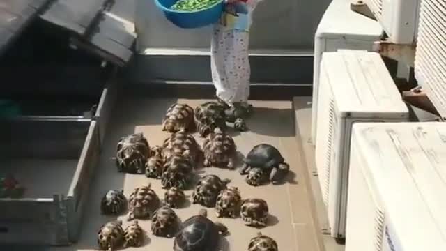 Look my Turtle Force #funny Videos