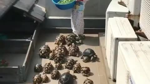 Look my Turtle Force #funny Videos