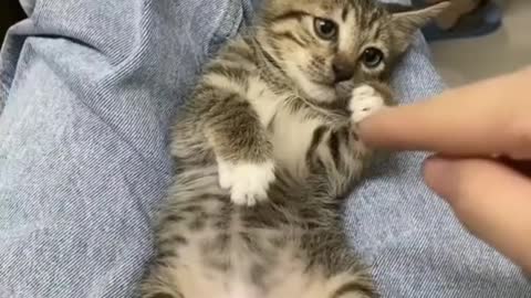 Funny cats shorts #10/ #shorts